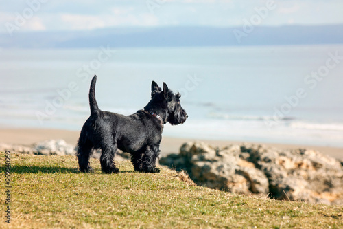 Vászonkép Scottish Dog Looking over Cliff