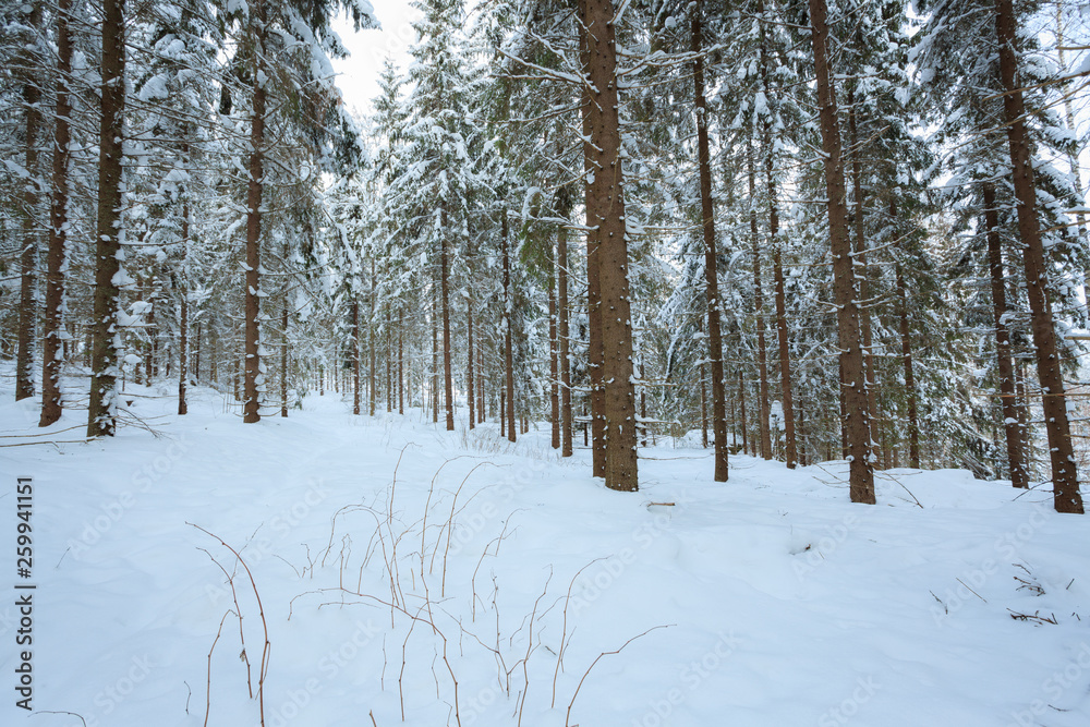 Spruce tree trunks in the forest background Spruce tree trunks in the forest background