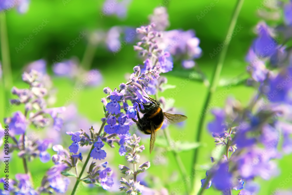 Bumblebee collecting flower pollen. Flowers of Nepeta cataria (catnip, catswort, catmint). Floral background Bumblebee collecting flower pollen. Flowers of Nepeta cataria (catnip, catswort, catmint). Floral background