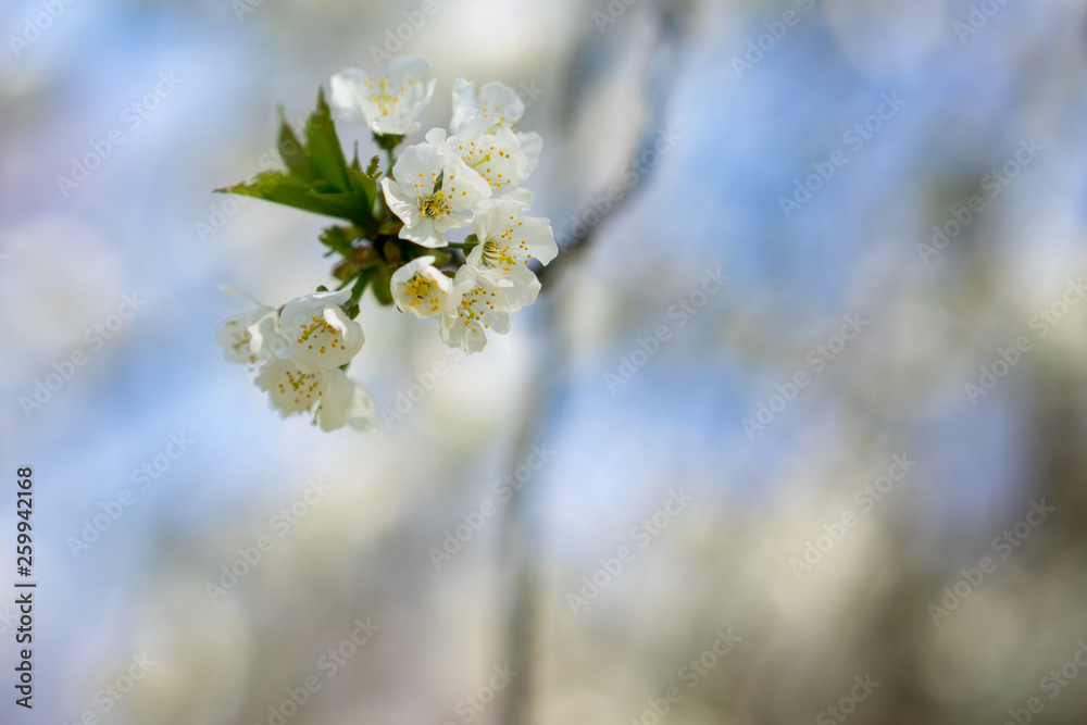 weiße Blüte vor unscharfem Hintergrund