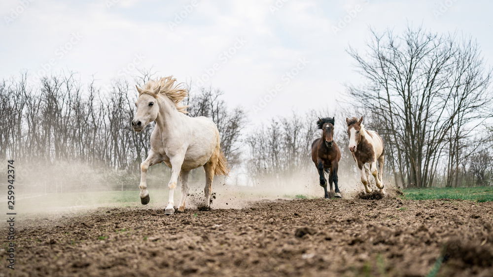 Fototapeta premium Rodzina Black Pear