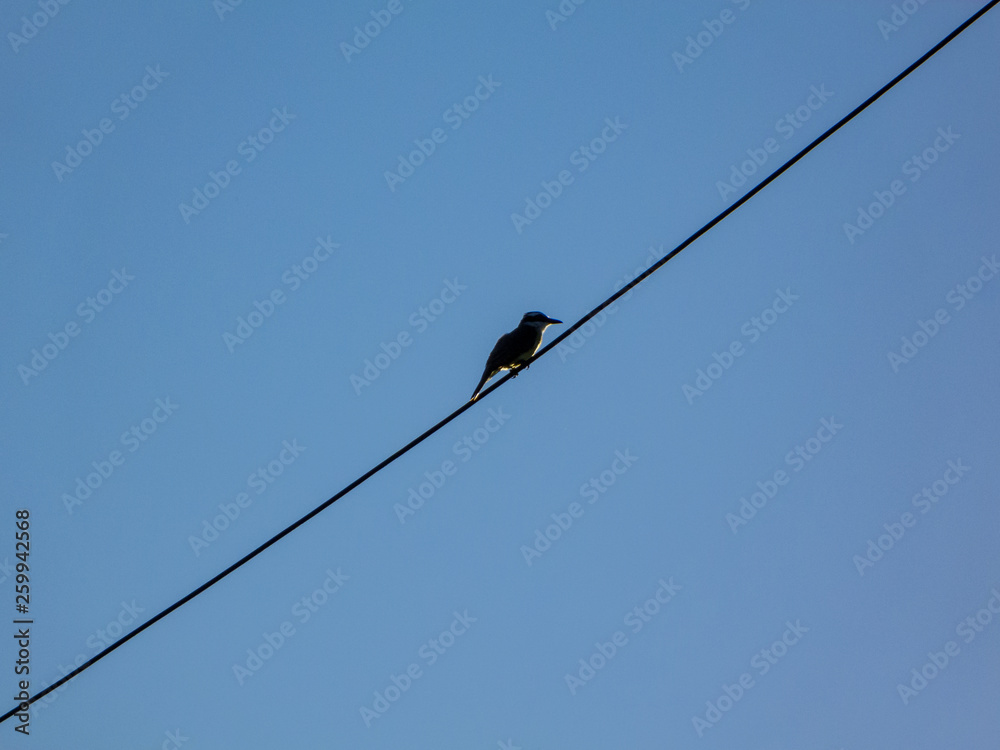 Birds in Buenos Aires Birds in Buenos Aires
