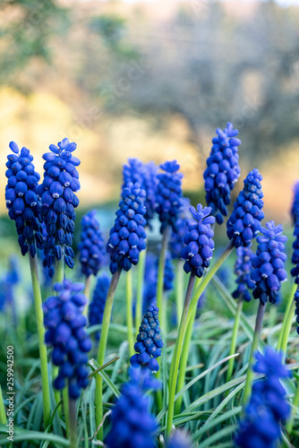 A muscari armeniacum flower or commonly known as grape hyacinth in a defocused spring garden.