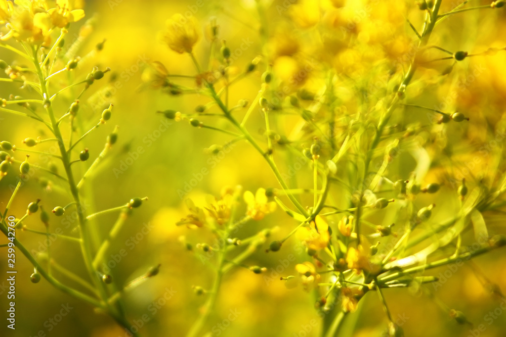 Yellow flowers of Barbarea vulgaris (Herb barbara). Blurred natural Background Yellow flowers of Barbarea vulgaris (Herb barbara). Blurred natural Background