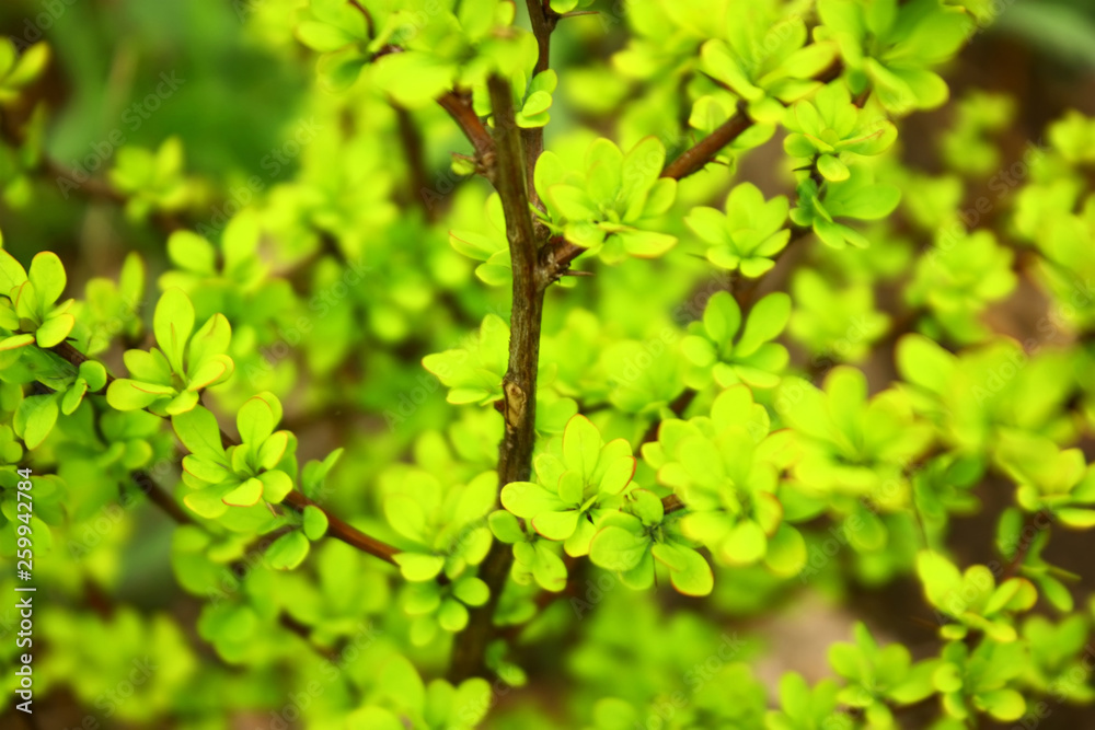Naklejka premium Foliage of Berberis thunbergii (Japanese barberry, Aurea)