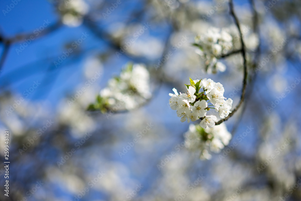 Weiße Blüte vor blaumen Himmel im Frühjahr