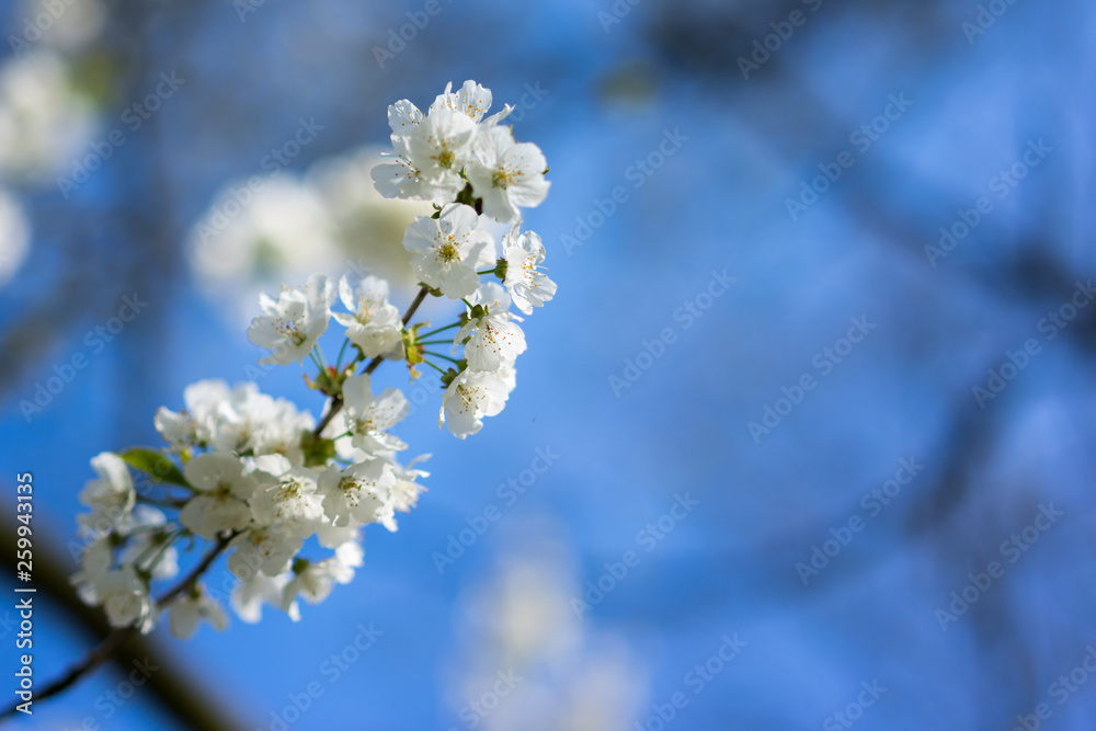 Weiße Blüte vor blaumen Himmel im Frühjahr Weiße Blüte vor blaumen Himmel im Frühjahr