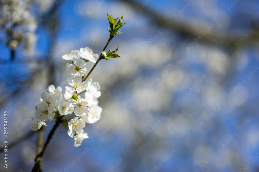 Weiße Blüte vor blaumen Himmel im Frühjahr