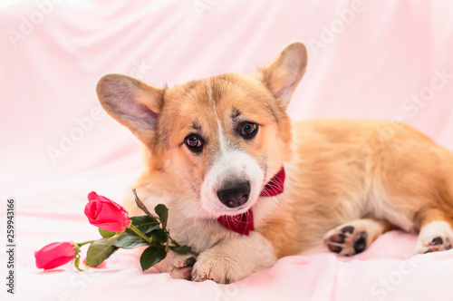 festive portrait of cute red dog puppy Corgi lying on fluffy pink plaid with rose flowers