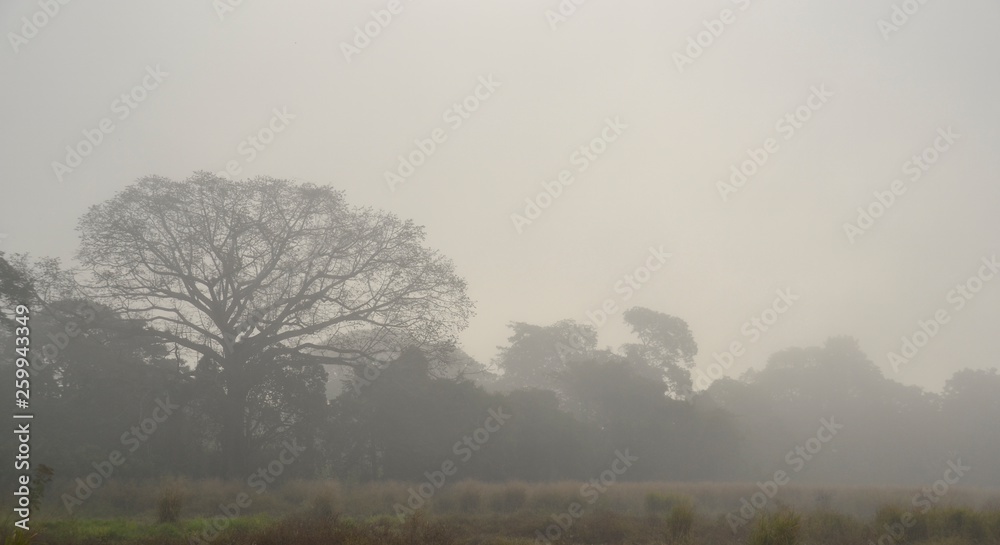 Landscape of trees with fog. Trees and mist. Landscape of trees with fog. Trees and mist.