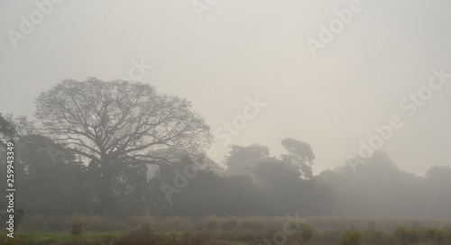 Landscape of trees with fog. Trees and mist.