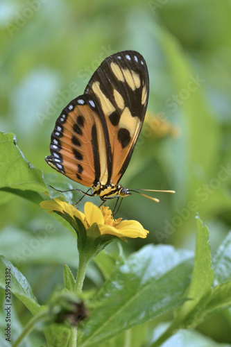 Butterfly perched on yellow flower