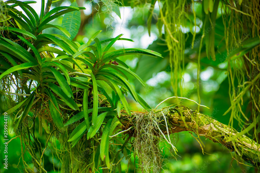 Naklejka premium Green rainforest 