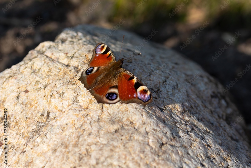 Peacock butterfly