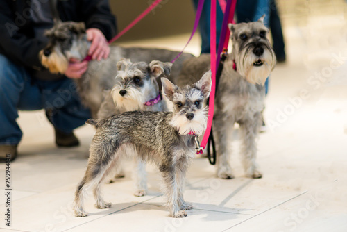 group of four mini and standard schnauzers on leash
