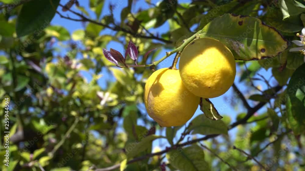 Lemons hanging on tree under the sunny rays. Lemon branches blossom healthy organic lemons in sunny orchard Lemons hanging on tree under the sunny rays. Lemon branches blossom healthy organic lemons in sunny orchard