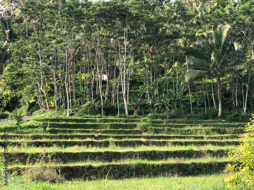Rice terrace Bali