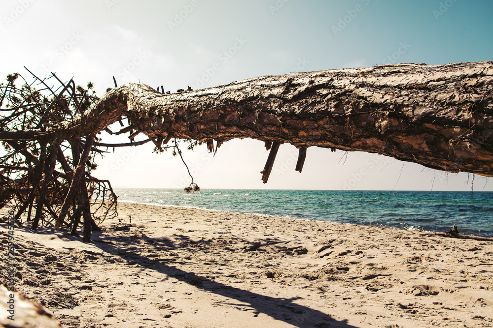 Dead pine tree lying horizontal on the wild beach framing the ocean horizon perfectly on a bright sunny day. Weststrand National Park Darß, Zingst, Baltic Sea (Deutsche Ostsee) in Germany Dead pine tree lying horizontal on the wild beach framing the ocean horizon perfectly on a bright sunny day. Weststrand National Park Darß, Zingst, Baltic Sea (Deutsche Ostsee) in Germany