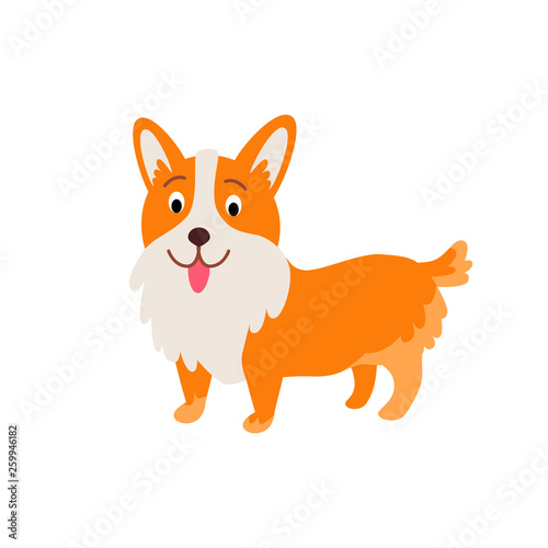 Cute animals - corgi dog