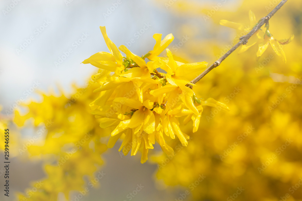 Golden laburnum blossom spring background Golden laburnum blossom spring background