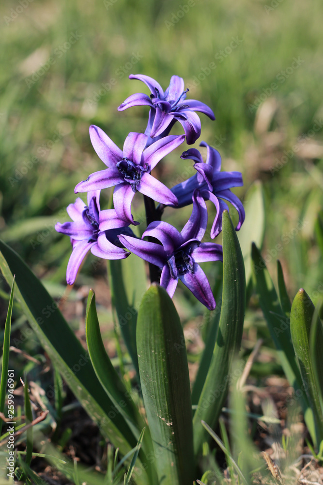 Horizontal plan on purple spring flowers in the rays of the sun. Nature Horizontal plan on purple spring flowers in the rays of the sun. Nature
