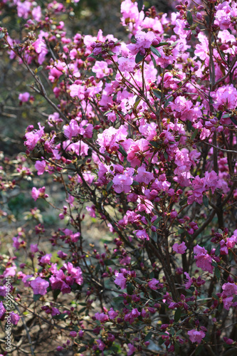 Horizontal close-up on a beautiful tree with pink flowers that blossomed.