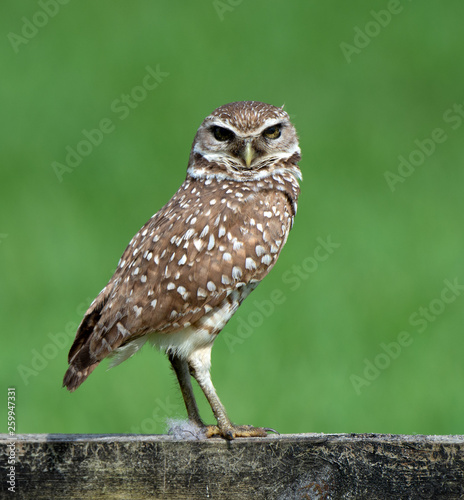 Brown burrowing owl with white spots and yellow eyes is standing on a wood fence against a blurred bright green grass background.