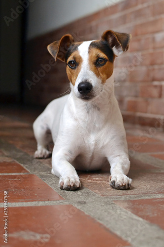 Dog Jack Russell Terrier lying on the floor of the interior of the house