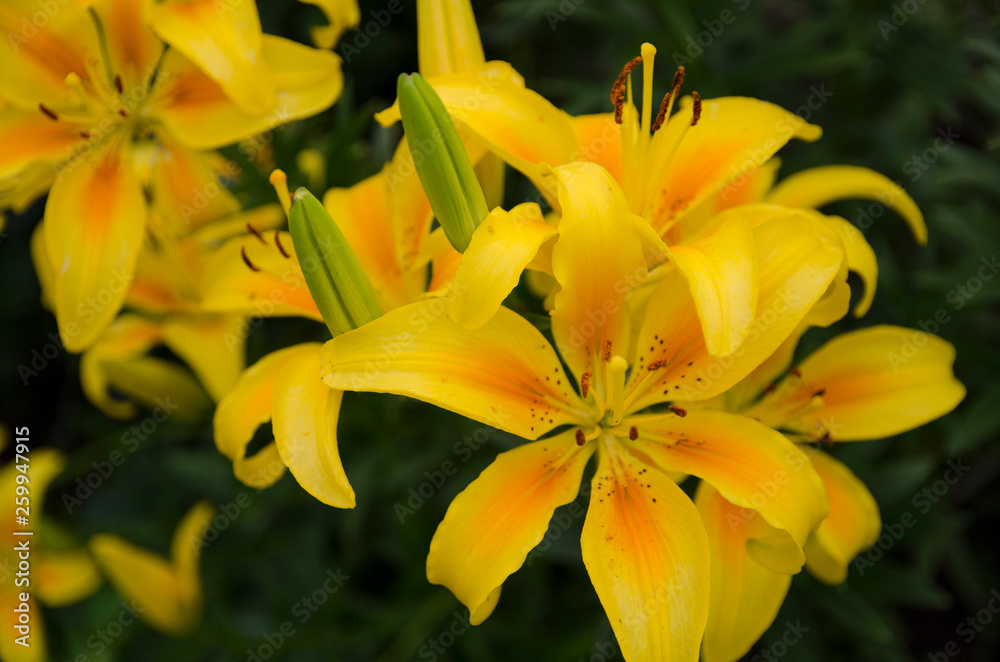 yellow flowers in garden