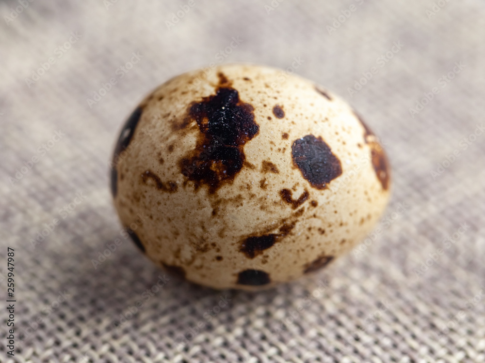 Fototapeta premium Small quail eggs on the cloth sack