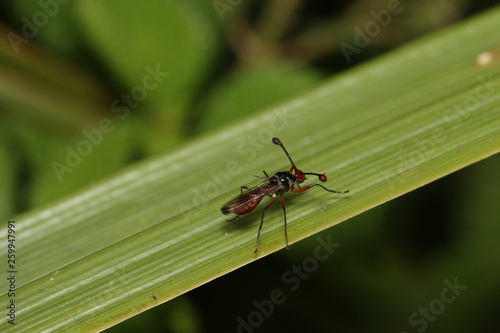 Stalk-eyed fly in its natural environment. A funny and weird insect occurring in Eastern Africa.