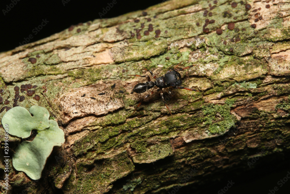 Ant mimicking jumping spider of the genus Myrmarachne in Eastern Africa. A predatory spider species with extraordinary shape pretending to be an ant.