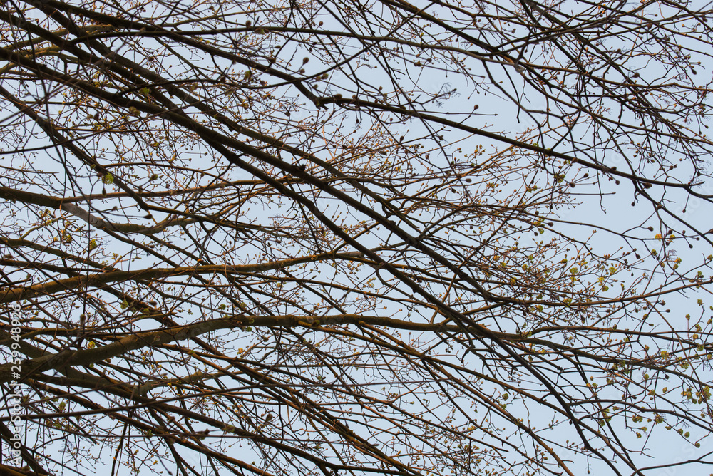 bare maple tree branches on blue sky selective focus bare maple tree branches on blue sky selective focus