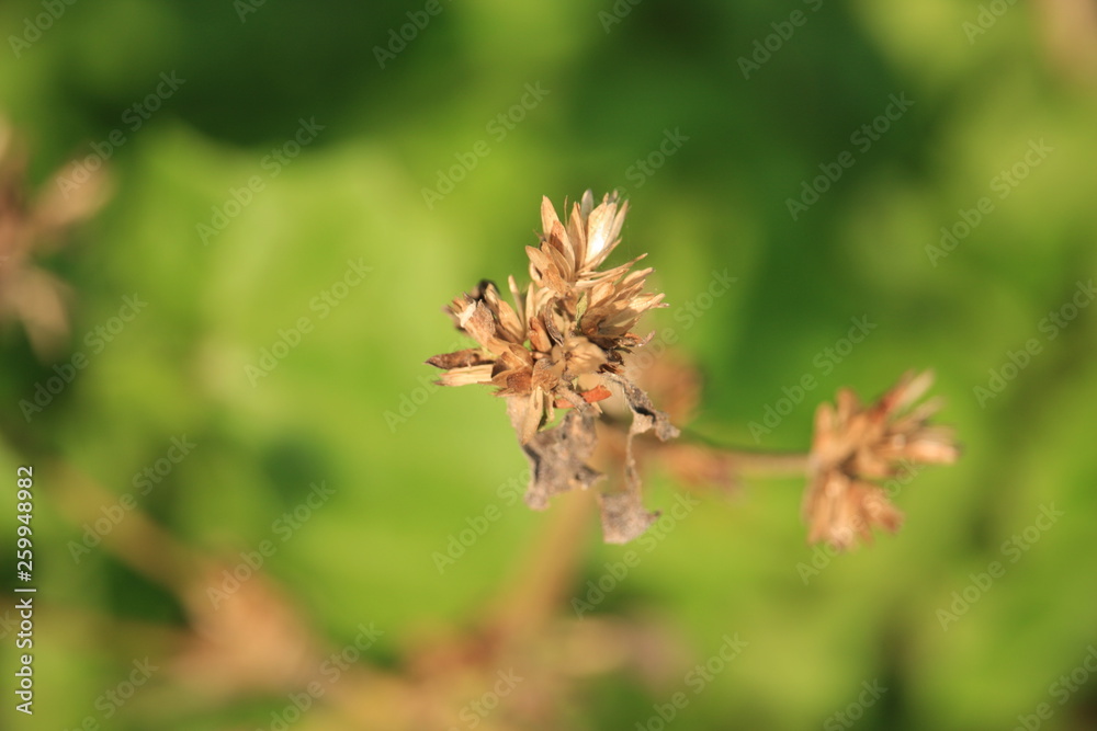 Colorful Natural Background Colorful Natural Background