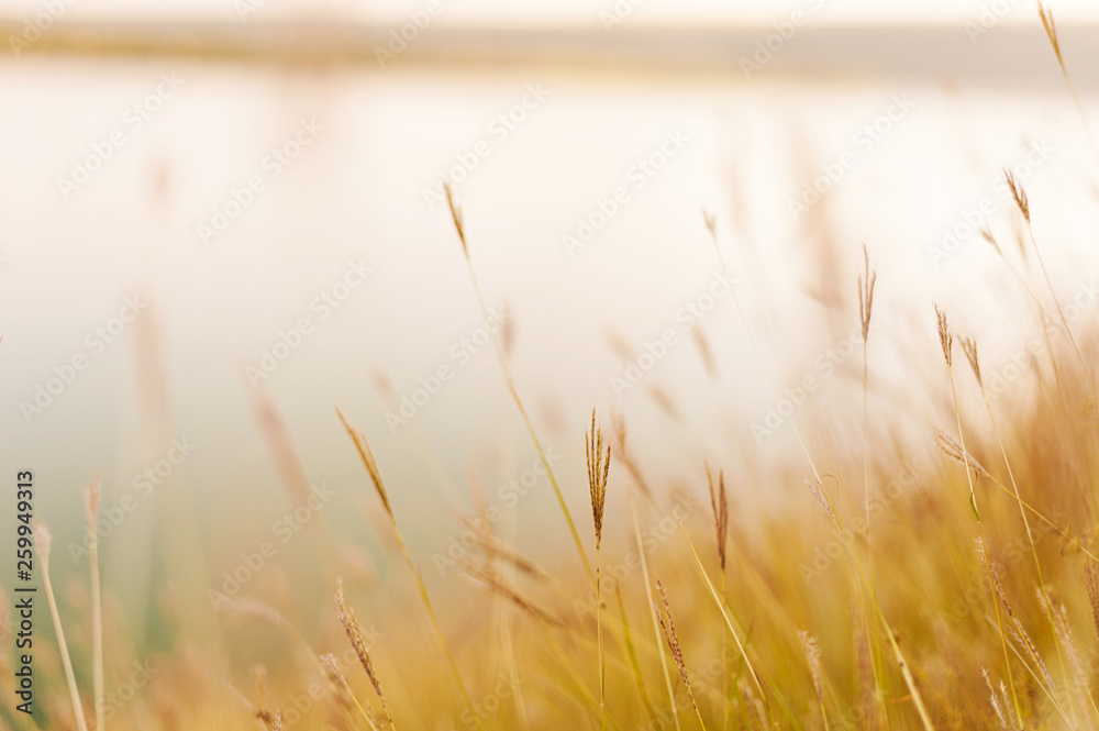 Photo of field on hill near a lake, blurred background