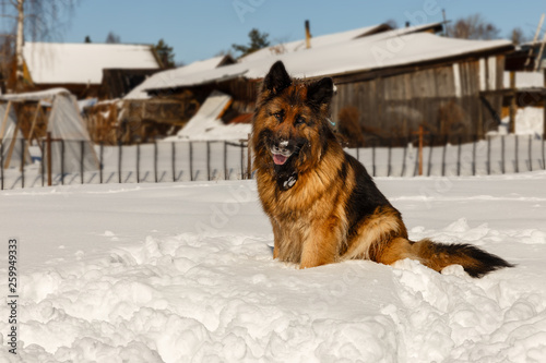 german shepherd dog, the dog is sitting on the snow