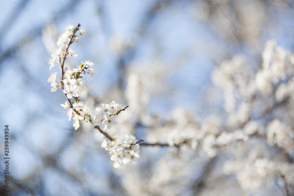 Natural spring flower, many blooming beauty flowers Natural spring flower, many blooming beauty flowers