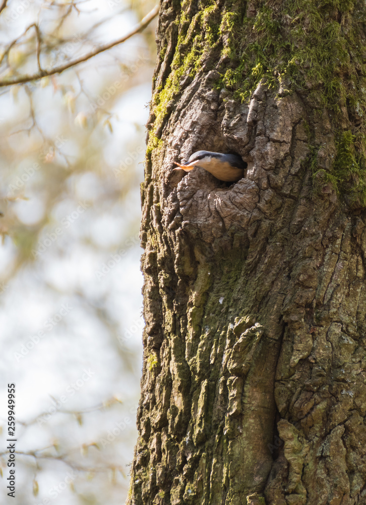 Woodpecker on tree.Bird in the tree Woodpecker on tree.Bird in the tree