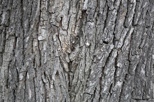 The textured surface of the multi-year bark of deciduous tree in the forest