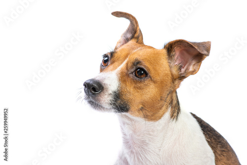 Closeup Portrait Jack Russell Terrier  standing in front  isolated white background
