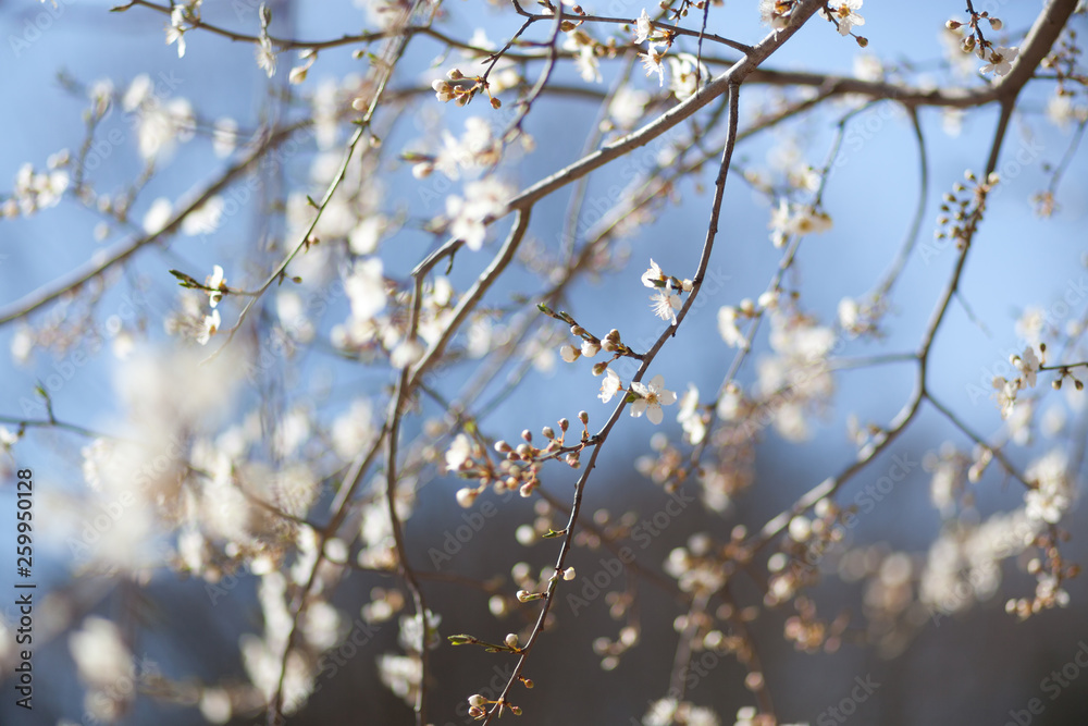 Natural spring flower, many blooming beauty flowers Natural spring flower, many blooming beauty flowers