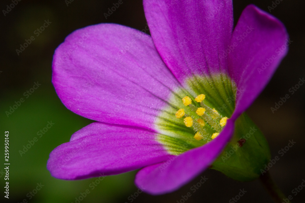 Macro shot beautiful pink oxalis magnifica flowers in the garden Macro shot beautiful pink oxalis magnifica flowers in the garden