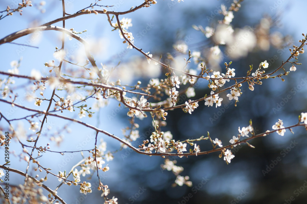 Natural spring flower, many blooming beauty flowers Natural spring flower, many blooming beauty flowers