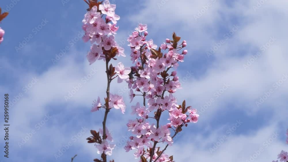 Bumblebee Pollinating Flowers On A Tree In The Spring. Collecting pollen from the flowers. Bumblebee Pollinating Flowers On A Tree In The Spring. Collecting pollen from the flowers.