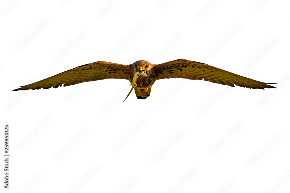 Obraz premium Flying Falcon. Isolated birds. White background. Lesser Kestrel. Falco naumanni.
