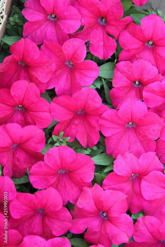 Pink petunia flowers. background with flowers © Andrii
