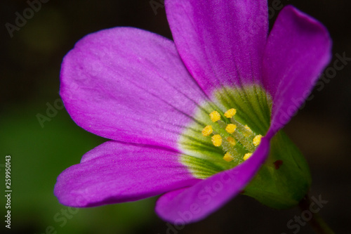 Macro shot beautiful pink oxalis magnifica flowers in the garden 