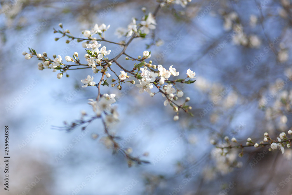 Natural spring flower, many blooming beauty flowers