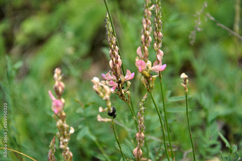 Pink flowers sainfoin growing in meadow grasses
