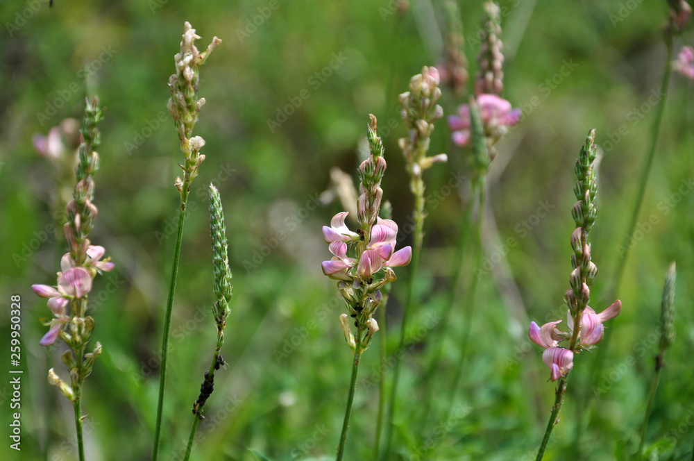 Pink flowers sainfoin growing in meadow grasses